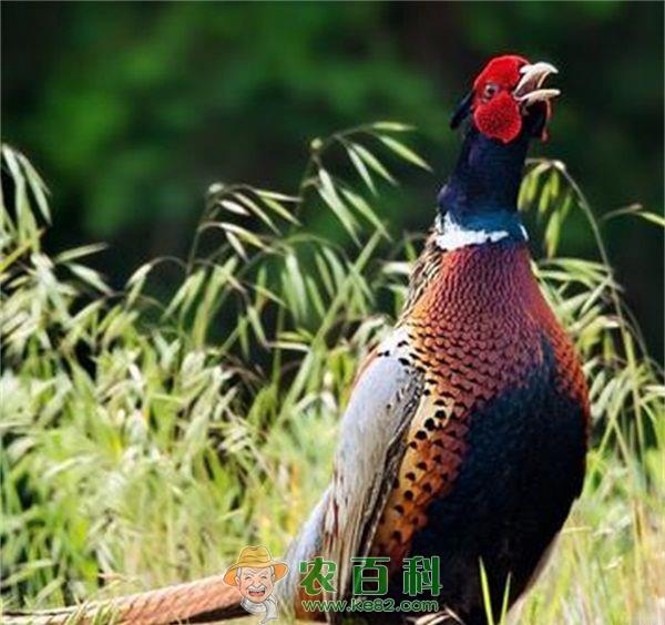 养野鸡三个月挣两万