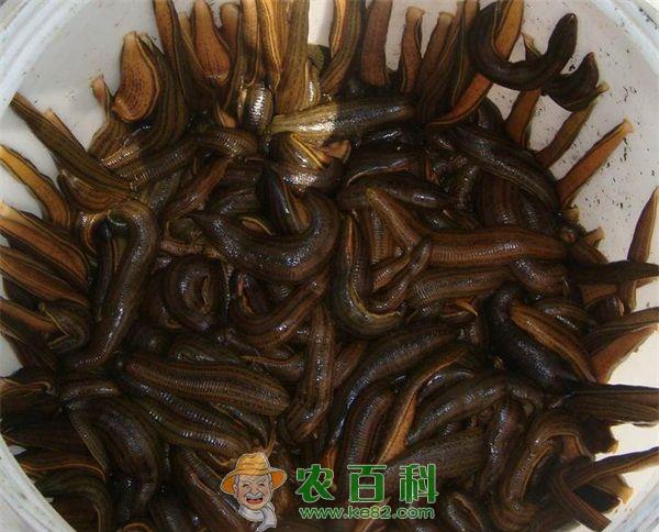 蚂蟥养殖中饵料的采集与生产