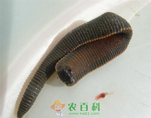 药用蚂蟥的采收与加工