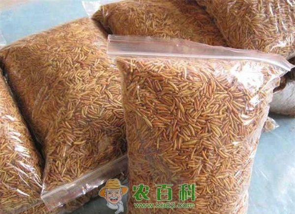 蝇蛆 蝇蛆饲养的成本