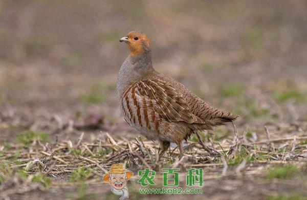 如何提高鹧鸪育雏成活率