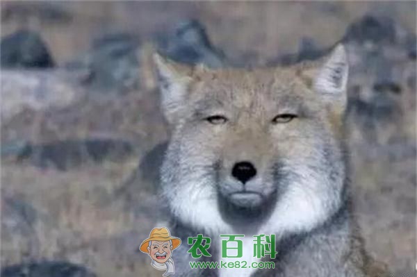 颜值最低的狐狸藏狐