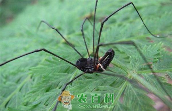 蜘蛛--土客网网 一样蜘蛛两样武器