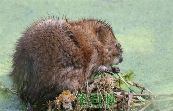 麝鼠的药用与经济价值