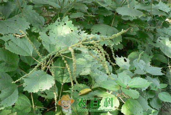 苎麻种植技术 2月至3月苎麻种植技术