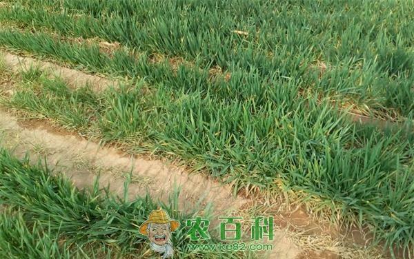 冬春小麦死苗的原因及对策