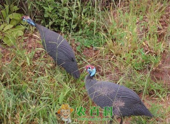 珍珠鸡的营养价值与功效