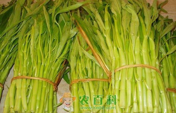 空心菜 水上“空心菜”成农民“致富宝”