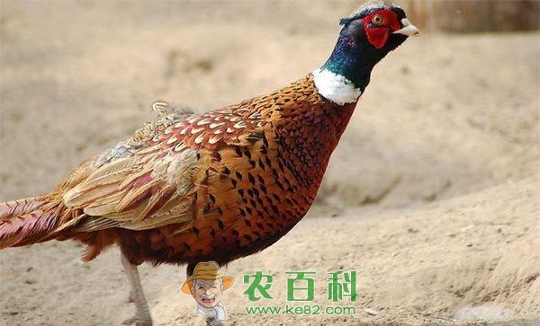 山鸡 河南获嘉县许寿可养殖山鸡致富