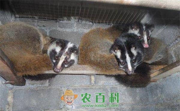 商品果子狸的饲养管理