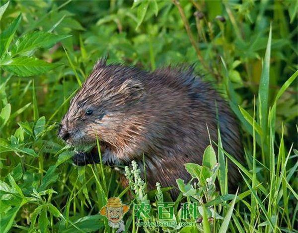 麝鼠 麝鼠的饲料卫生防治