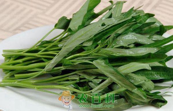 吃空心菜的注意事项--土客网网 吃空心菜的注意事项