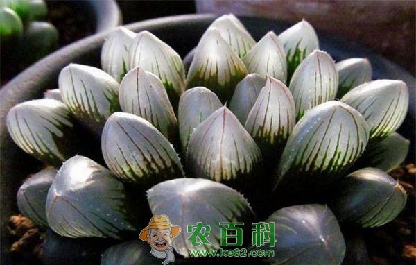 冰灯玉露 冰灯玉露怎么养