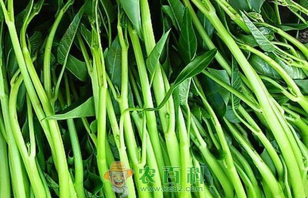 空心菜 五大改革又是空心菜?