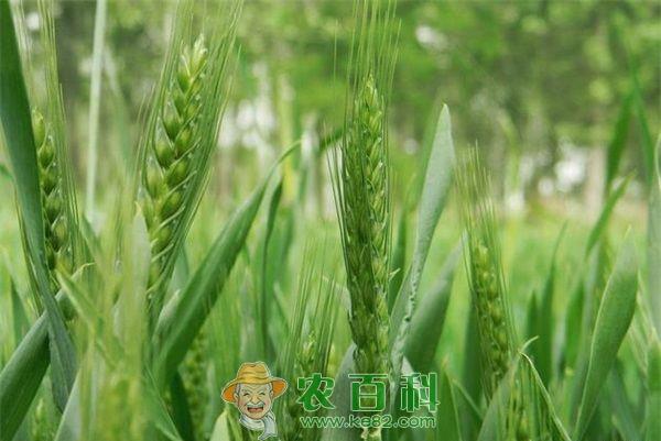 小麦 小麦苗期地下害虫的防治