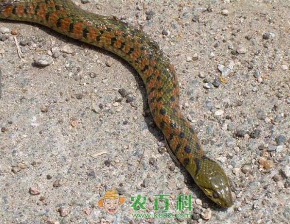蛇 人工养蛇的夏季管理措施