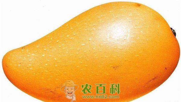 芒果 水果种植:芒果保花保果技术措施
