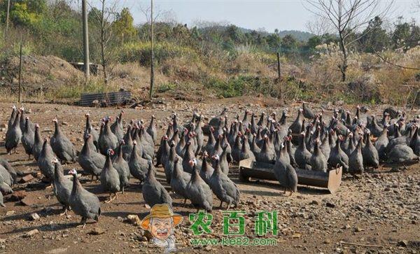 珍珠鸡的经济价值和人工授精技术
