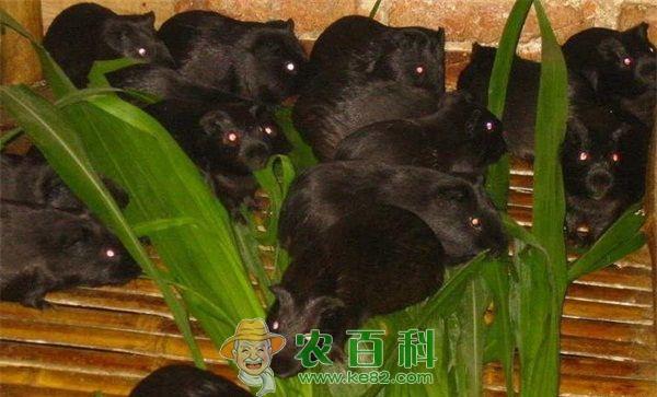 黑豚 黑豚养殖技术要点