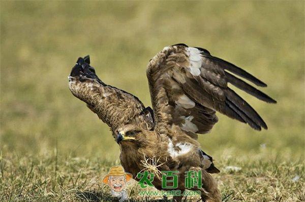 鹰 猫头鹰受伤“迫降”垃圾堆