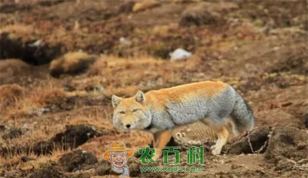 颜值最低的狐狸藏狐