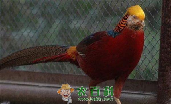 野鸡球虫的诊断方法