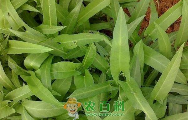 空心菜种植要点 空心菜种植要点