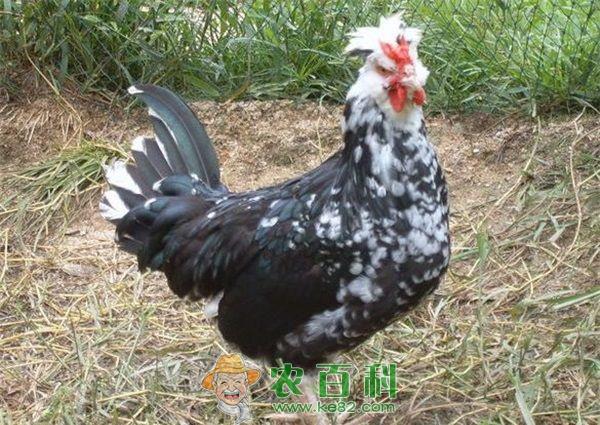九味贵妃鸡是哪个地方的菜 九味贵妃鸡是哪个地方的菜