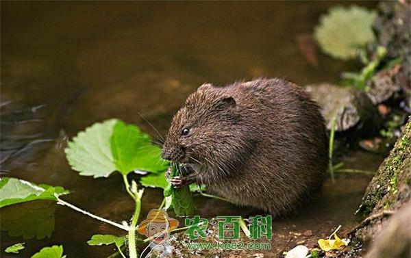 以草代药防治麝香鼠疾病有特效