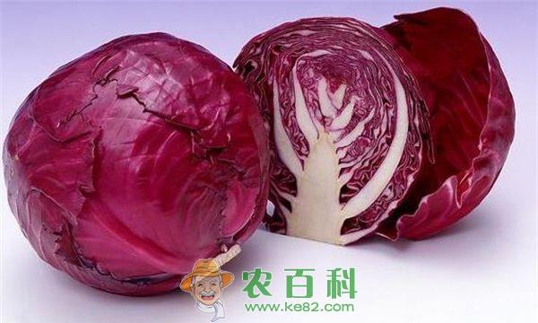 推介两个紫甘蓝品种