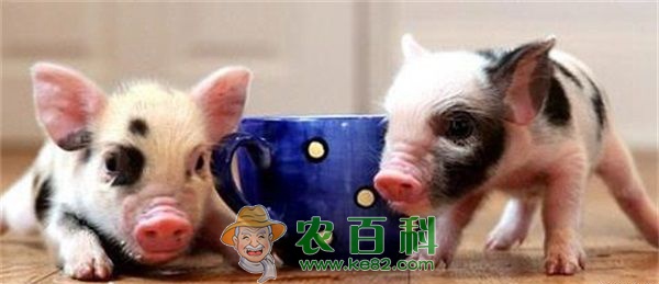 小香猪 小香猪病诊断“三看”
