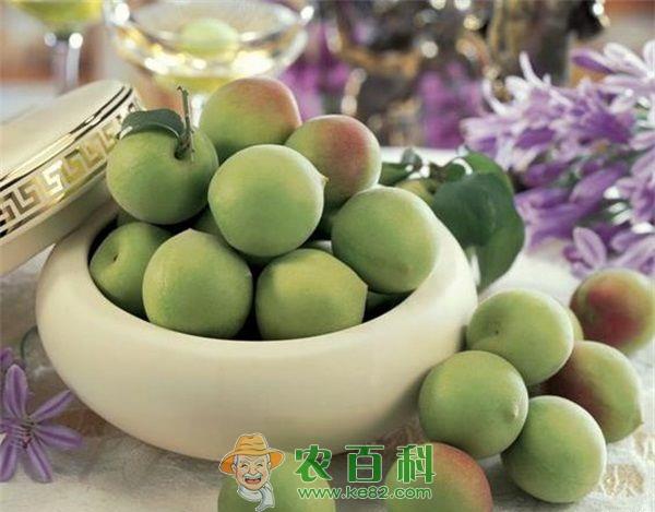 果梅 云南腾冲县中营果梅助农增收