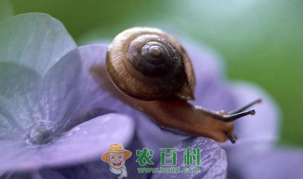 饲养管理蜗牛的基本知识