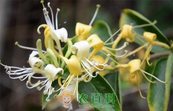 金银花种植之病虫害防治 金银花种植之病虫害防治