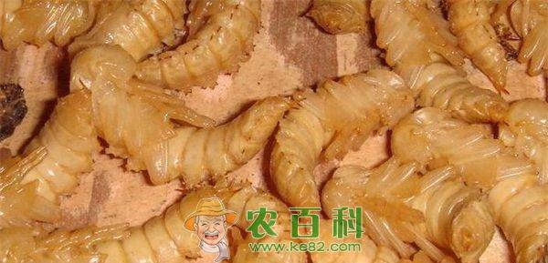 黄粉虫 黄粉虫常见的病害及敌害