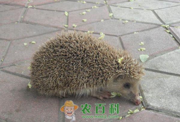 刺猬 小河救上来一只小刺猬