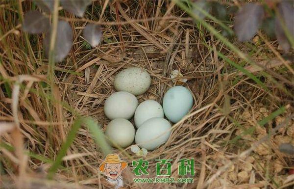 绿壳蛋鸡 产蛋期的绿壳蛋鸡需要的营养