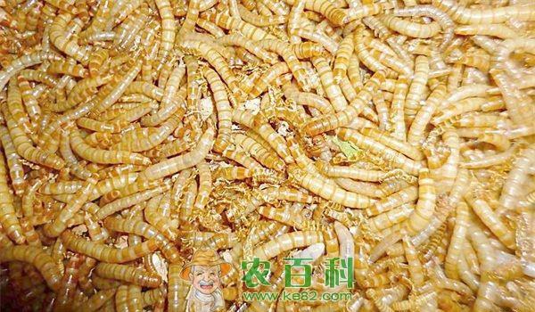 黄粉虫 盆养黄粉虫技术介绍