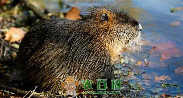 海狸鼠的营养价值 土客网网 海狸鼠的营养价值