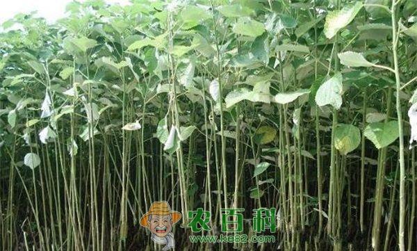 苎麻褐斑病的防治