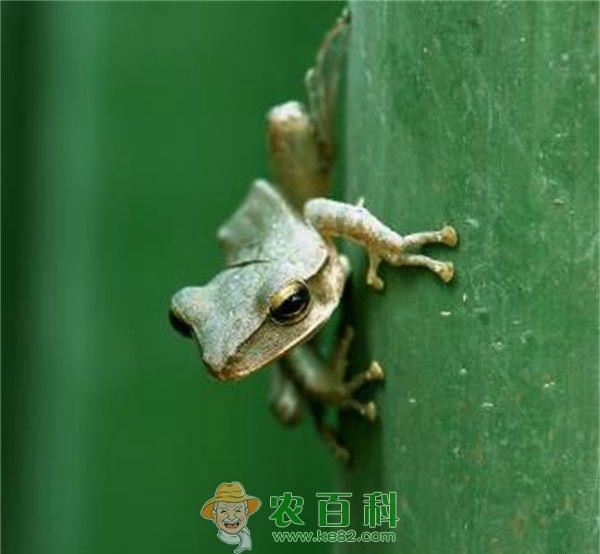 野生林蛙对温湿度有什么要求