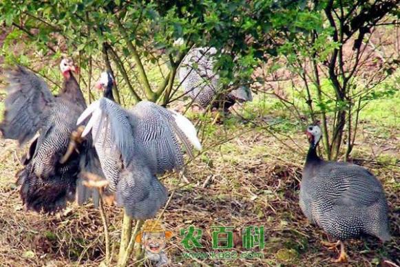 珍珠鸡的经济价值