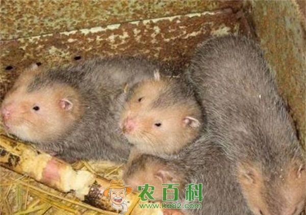 竹鼠毛皮收购等级标准