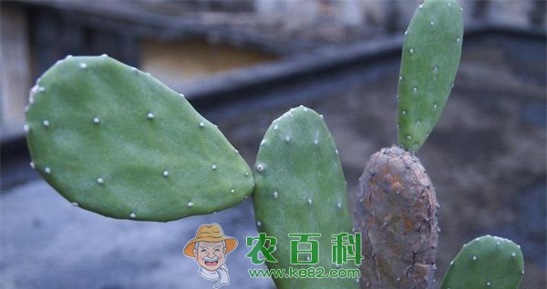 仙人掌 仙人掌炭疽病防治