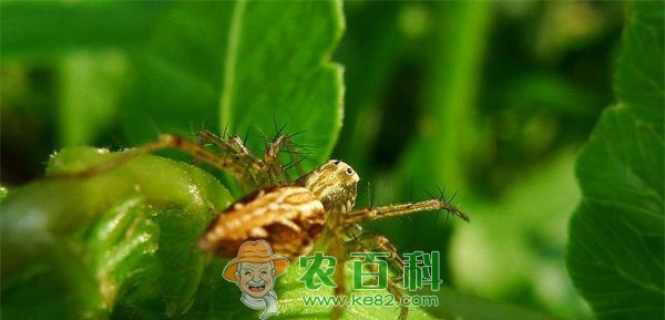 蜘蛛--土客网网 蜘蛛的便秘生理性疾病