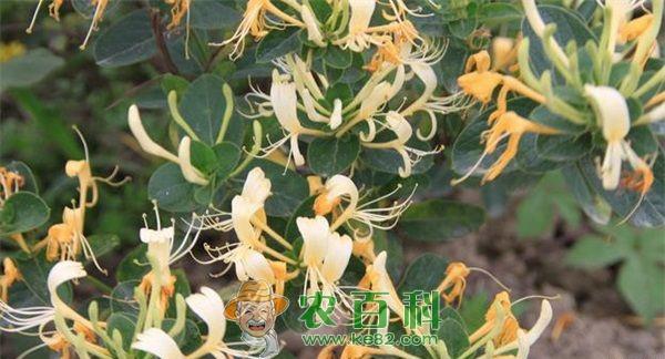 金银花 金银花的栽培、贮藏