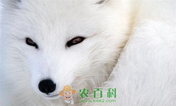 狐狸养殖 狐狸养殖技术管理