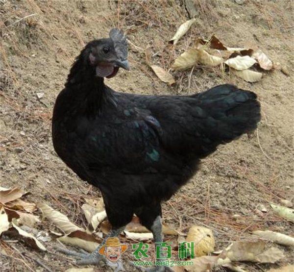 绿壳蛋鸡的分布