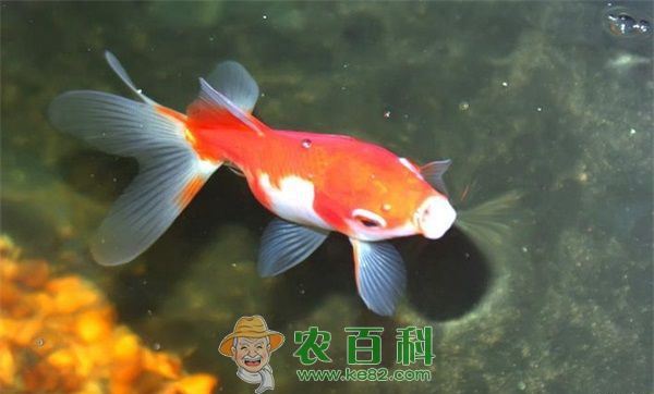 金鱼 金鱼身上有白点怎么治疗