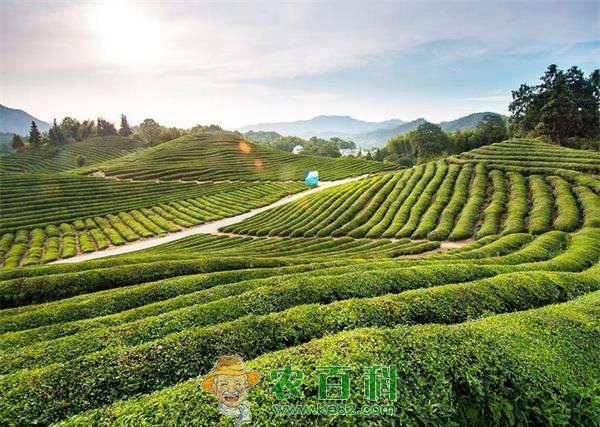 海南省将规划茶叶生产优势区 土客网网 海南省将规划茶叶生产优势区